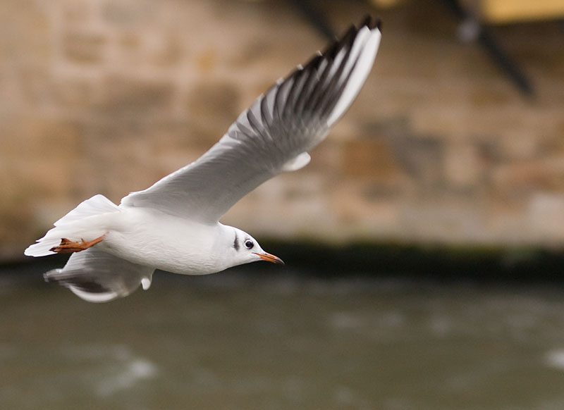 Black-headed gull in flight