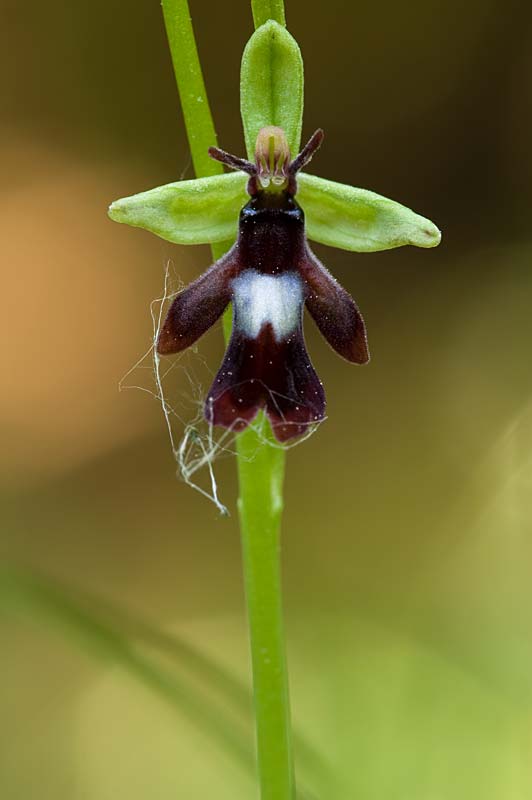 Bee Orchid