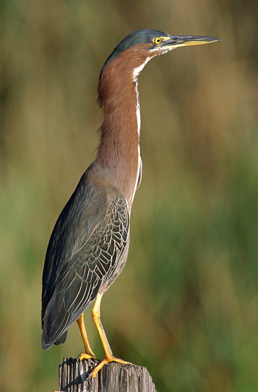 Green Heron