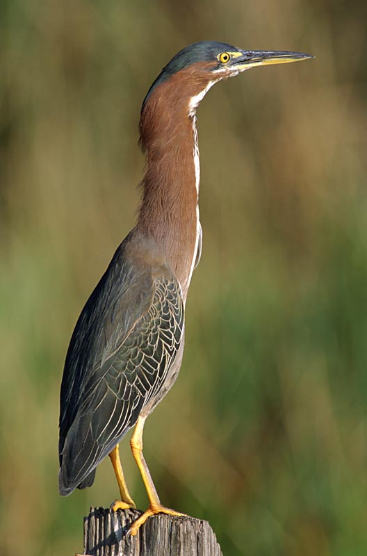 Grünreiher