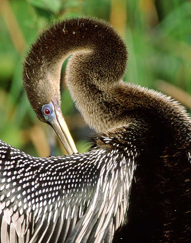 Anhinga