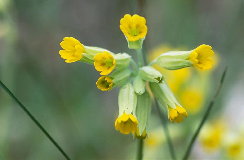 Echte Schlüsselblume