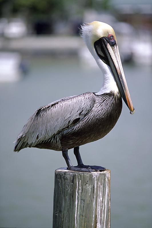 Brown Pelican