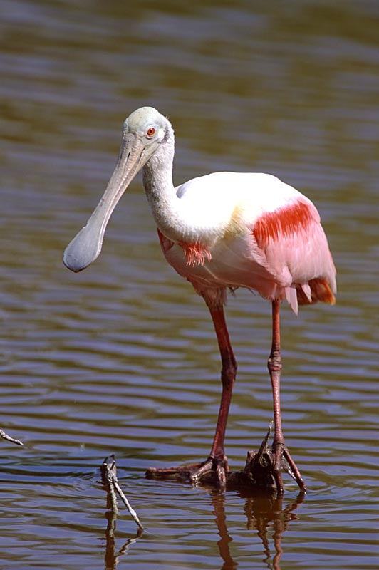 Roseate Spoonbill