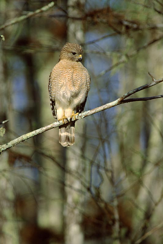 Red-shouldered Hawk
