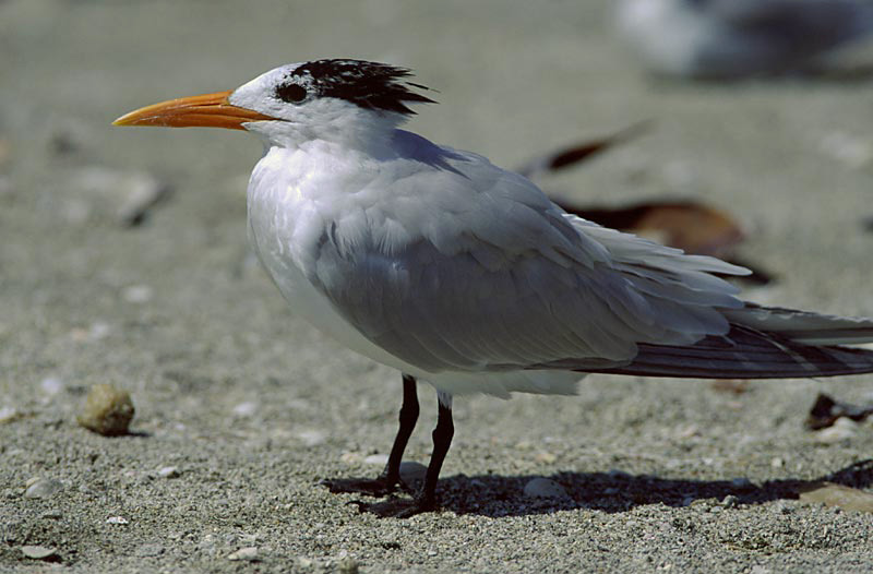 Royal Tern