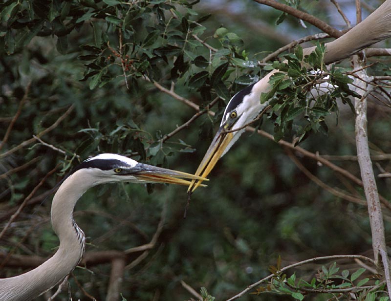 Great Blue Heron