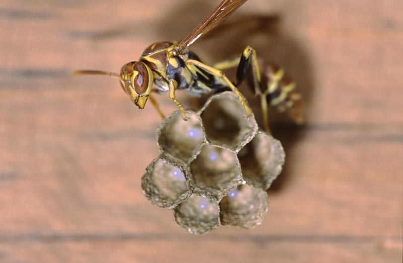 Paper wasp