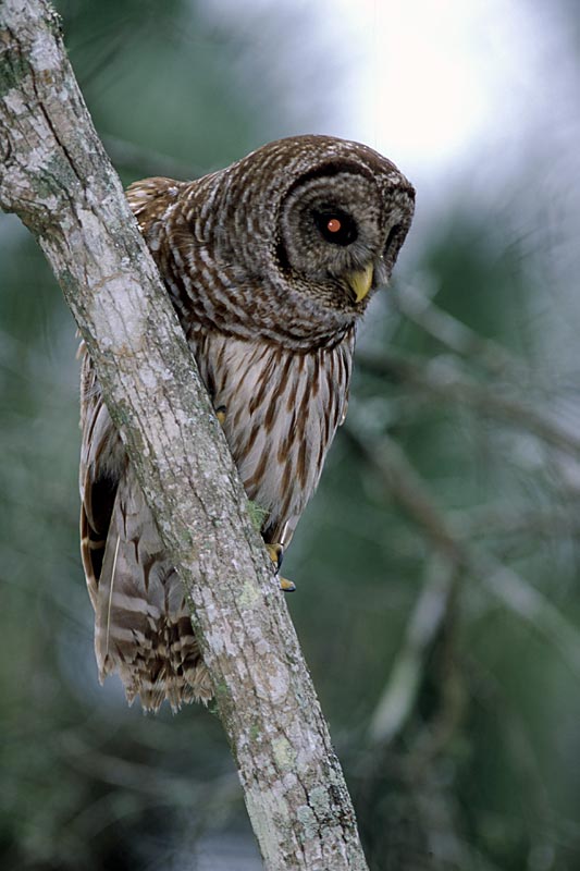 Barred Owl