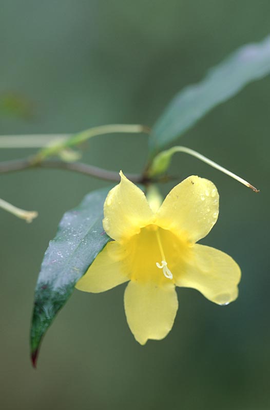 Yellow Jessamine