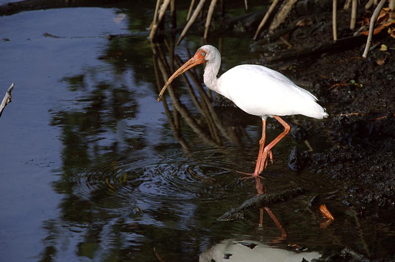 White Ibis