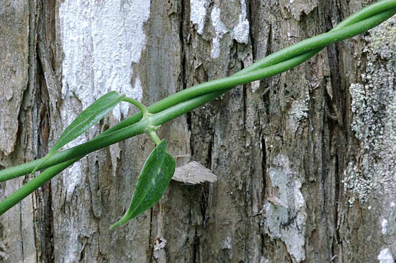 Strangler fig