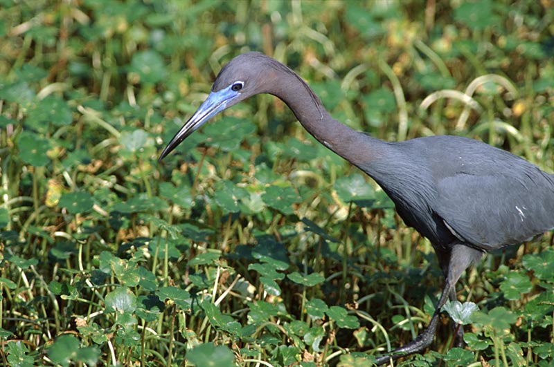 Little Blue Heron