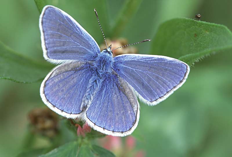 Mazarine blue