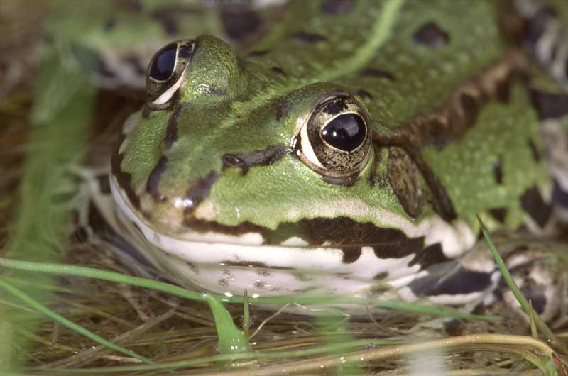 Teichfrosch