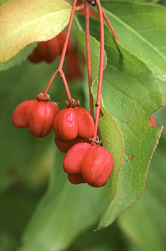 European Spindletree