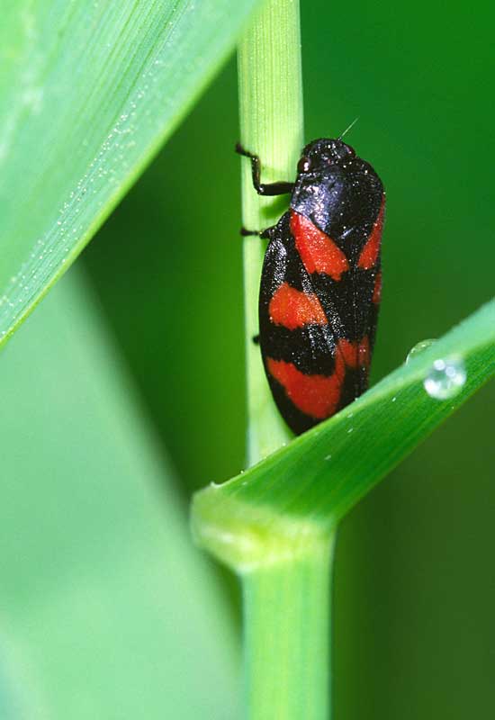 Froghopper