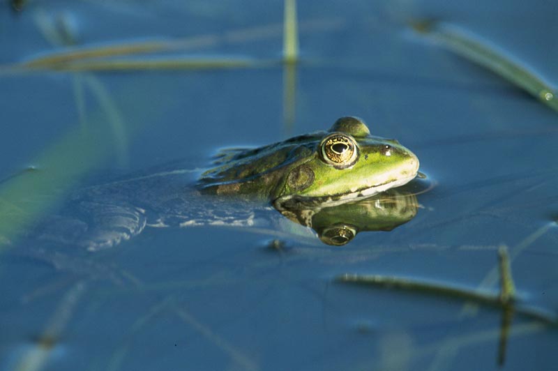Teichfrosch
