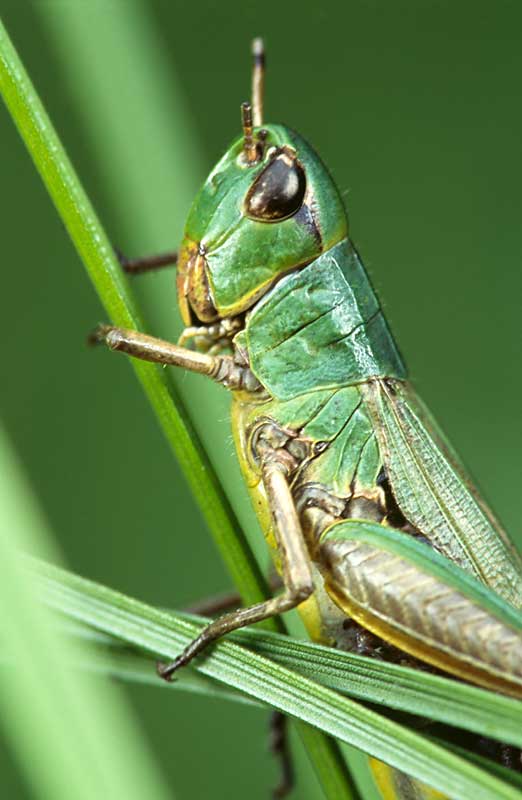 Common Green Grasshopper