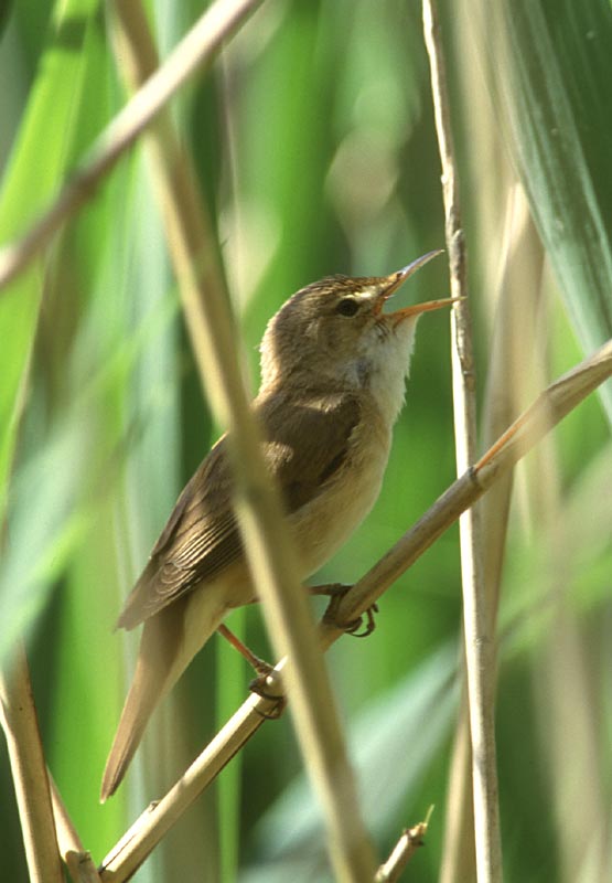 Reed Warbler