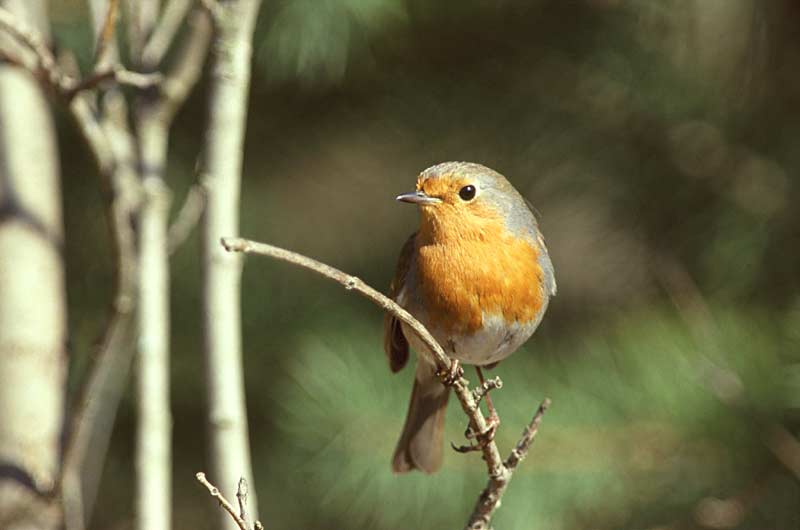 Robin