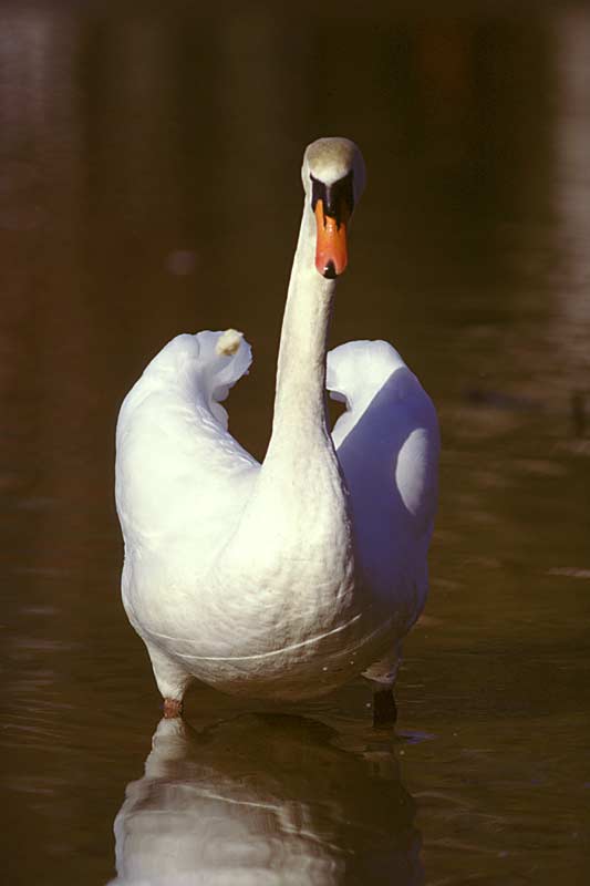 Mute Swan