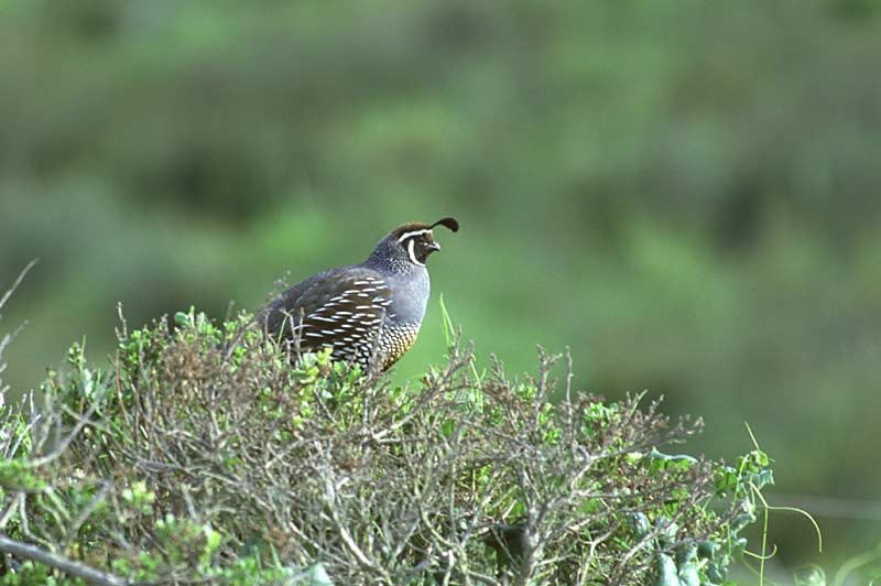 California Quail