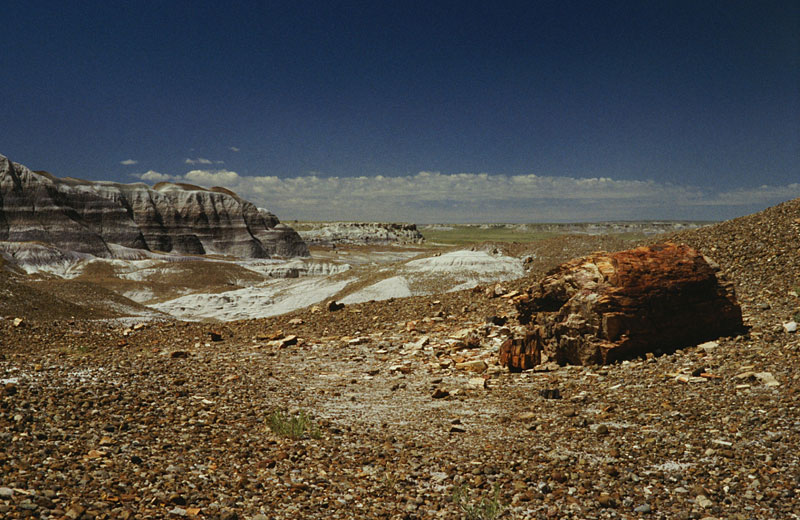 Petrified Forest