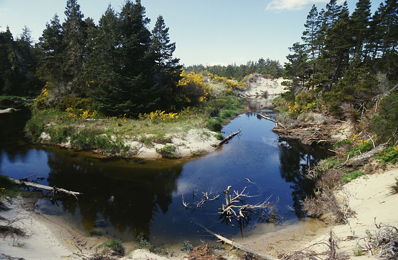 Oregon Dunes