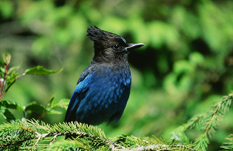 Steller's Jay