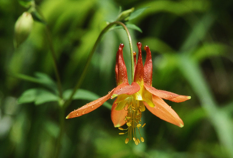 Red Columbine