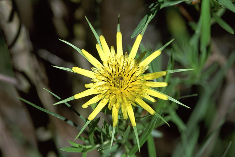 Yellow Salsify