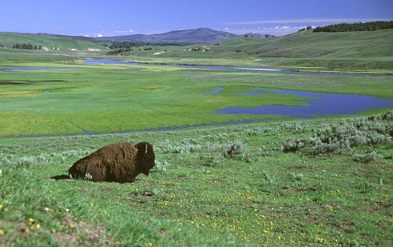 Bison in Hayden Valley