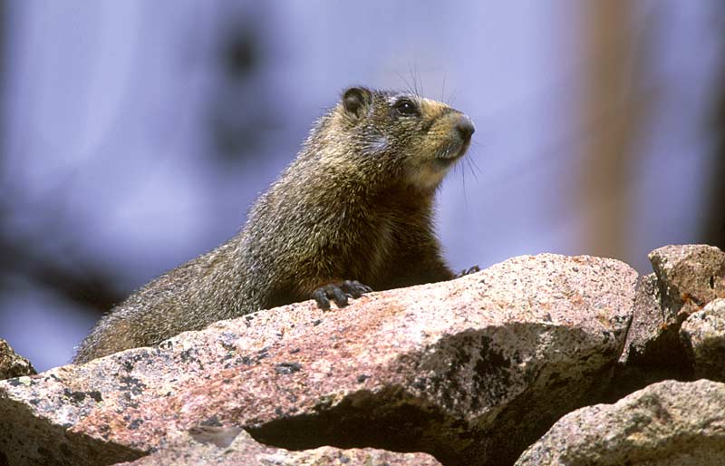 Marmot
