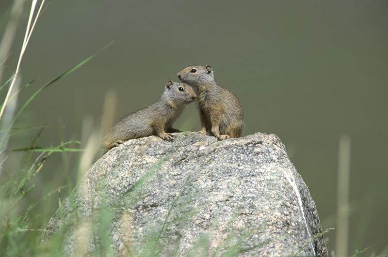 Prairie Dogs