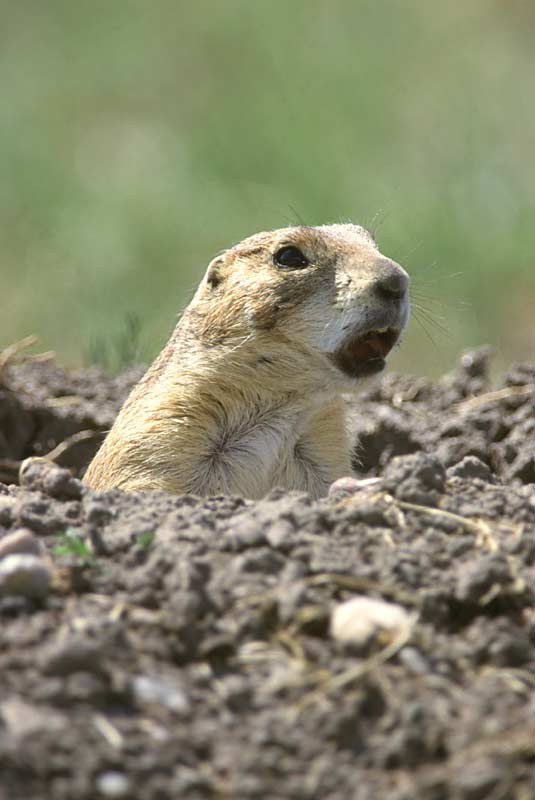 Präriehund