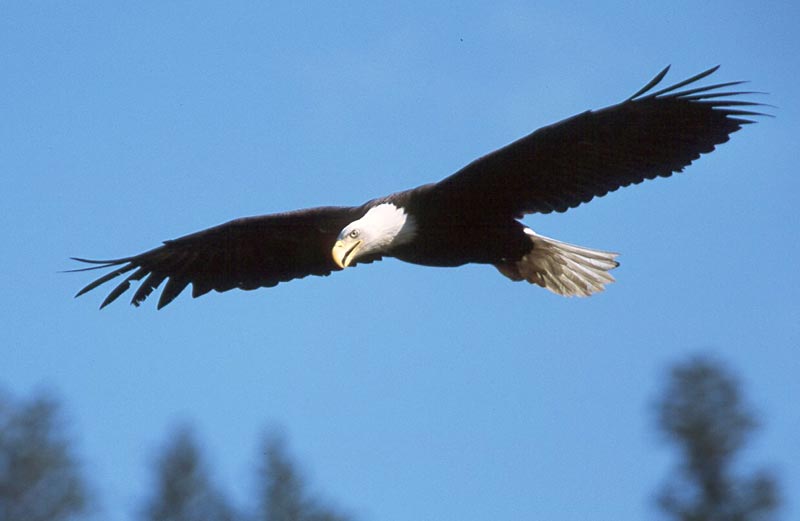 Weißkopfseeadler