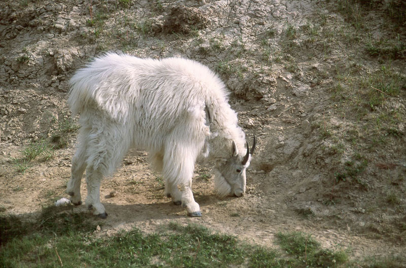 Mountain Goat