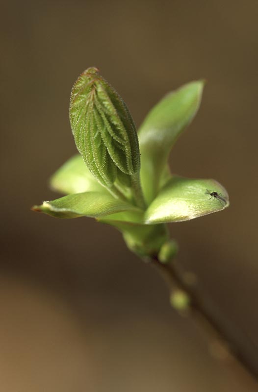 Leaf bud