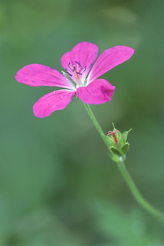 Marsh Cranesbill