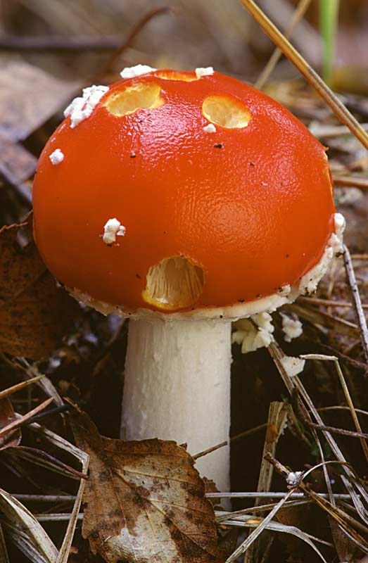Fliegenpilz