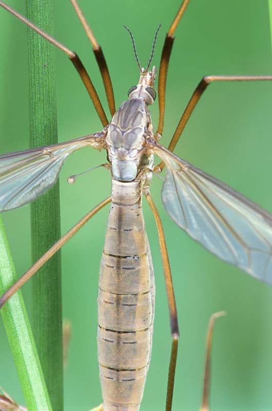 Crane Fly