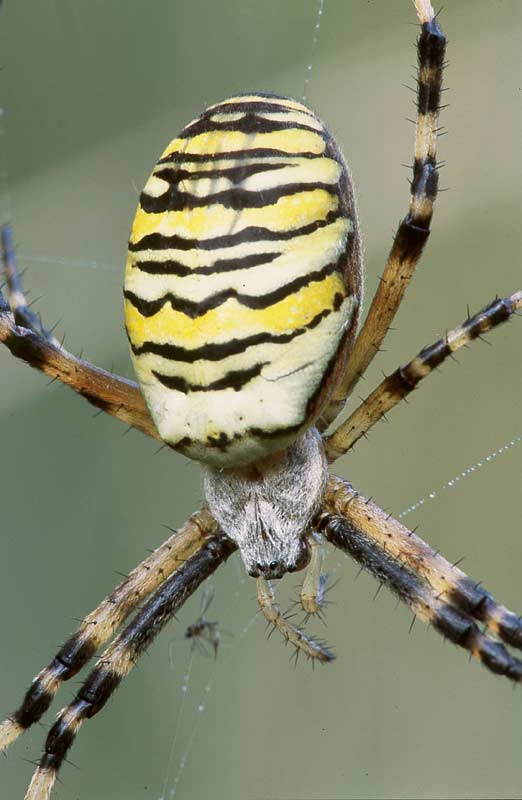 Wasp Spider