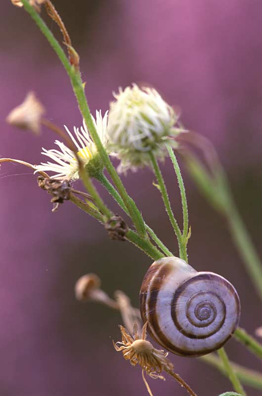 Schnecke