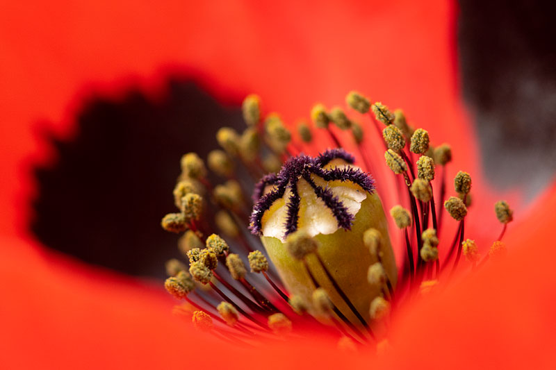 Poppy