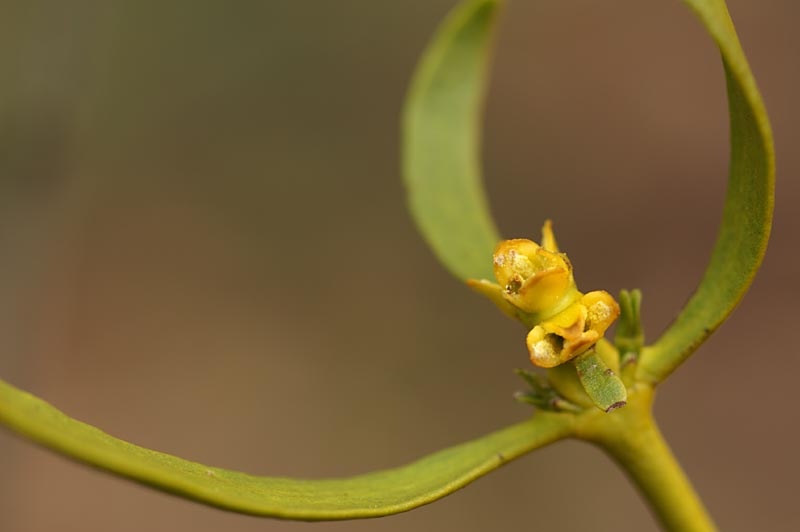 Mistletoe