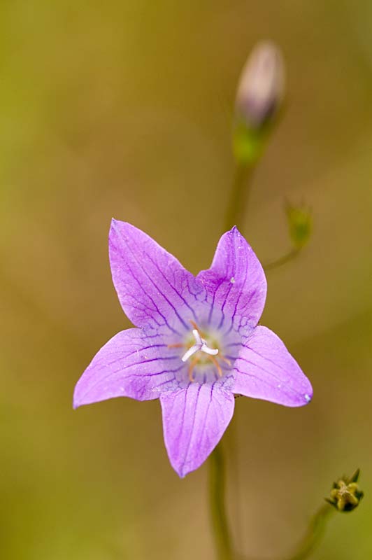 Wiesenglockenblume