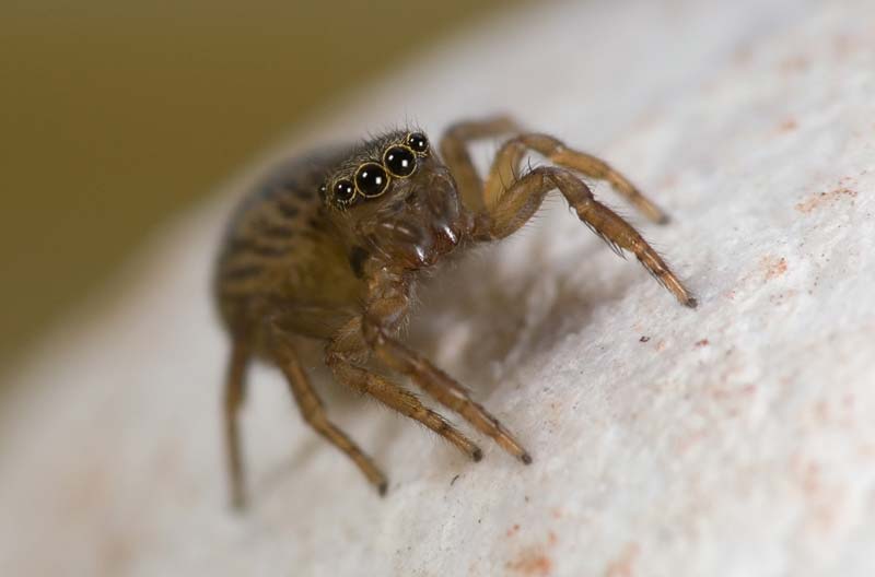 Springspinne