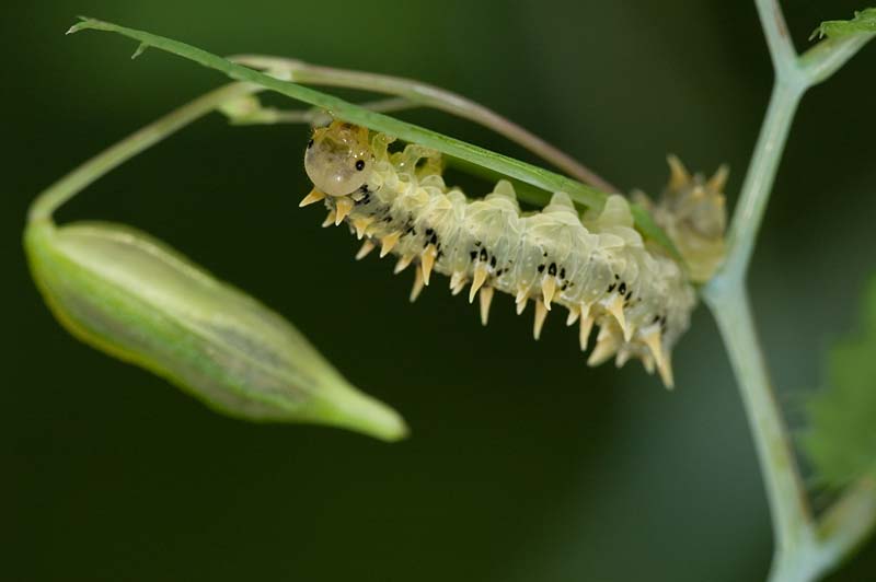 Caterpillar on Himalayan Balsam