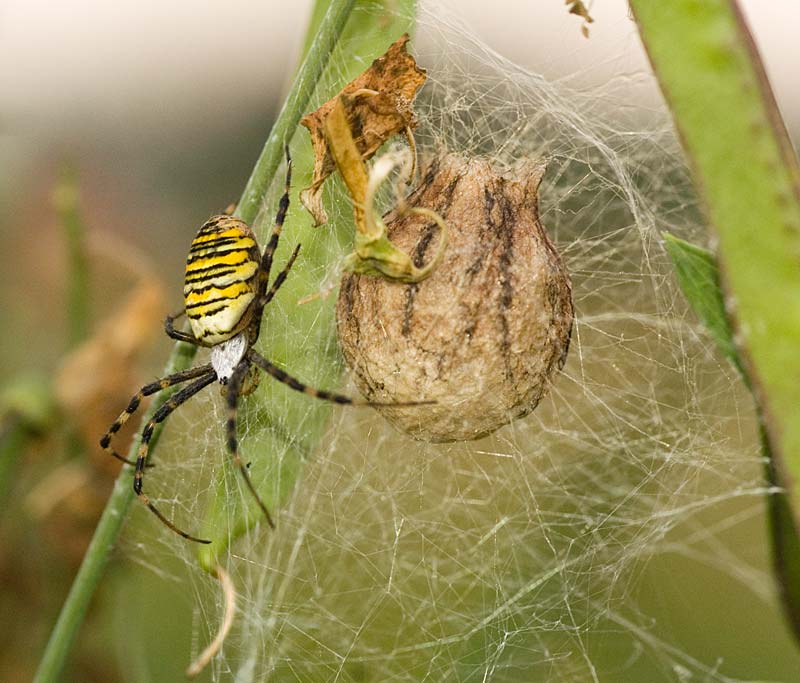 Wasp spider with cocoon